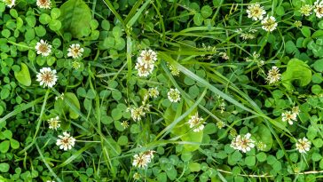 How to get rid of clover