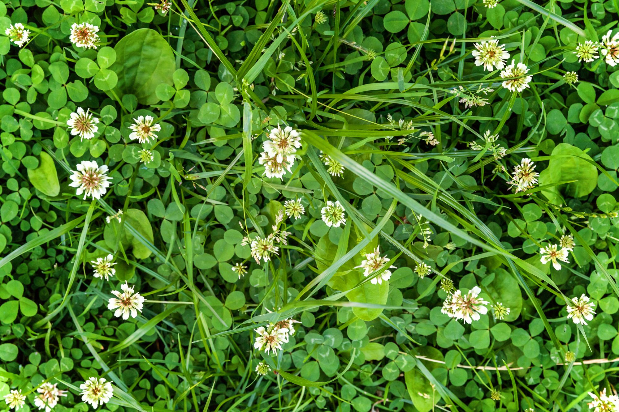 How to get rid of clover