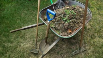 How to get rid of crabgrass