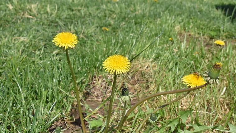 how to get rid of dandelions