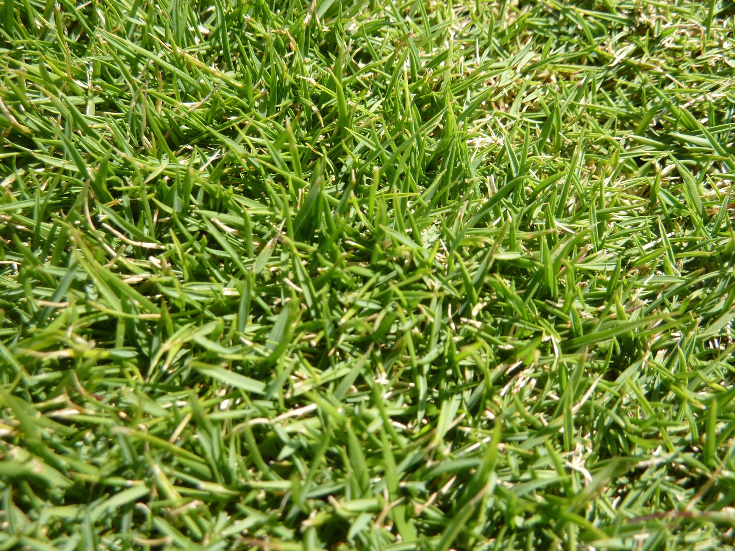Zoysia Grass Plugs