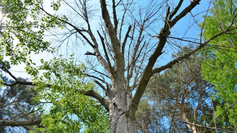 Dying Ash tree from Emerald Ash Borer