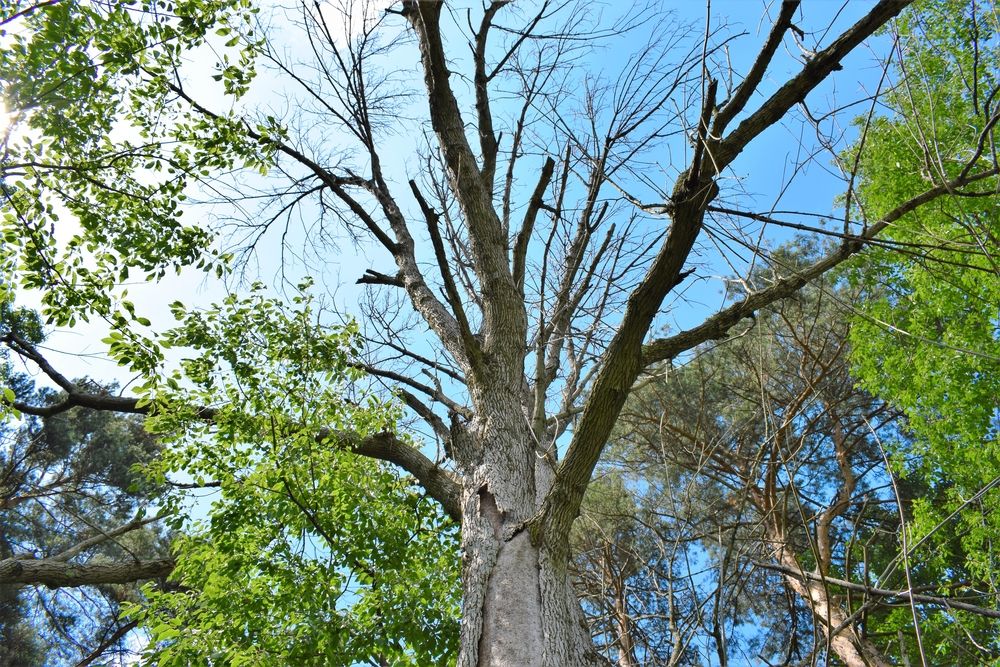 Dying Ash tree from Emerald Ash Borer