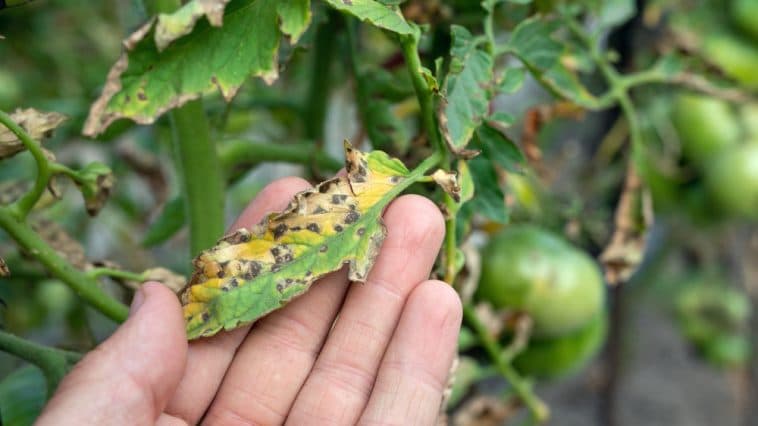 septoria leaf spot on tomato plant