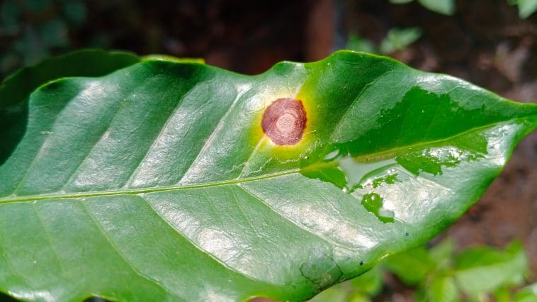 Cercospora leaf spot guide