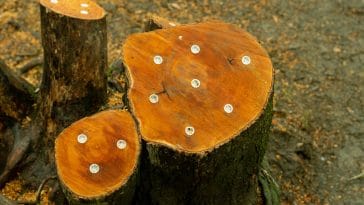 best tree stump killers